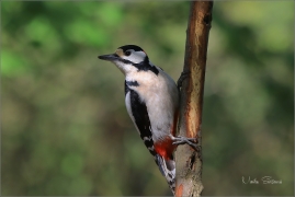 <p>STRAKAPOUD VELKÝ (Dendrocopos major) - /Great spotted woodpecker – Buntspecht/
</p>